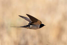 Barn Swallow