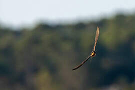 Barn Swallow