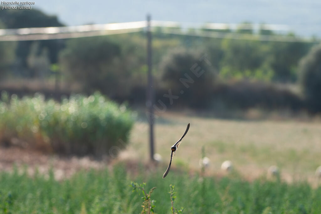 Barn Swallow