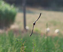 Barn Swallow