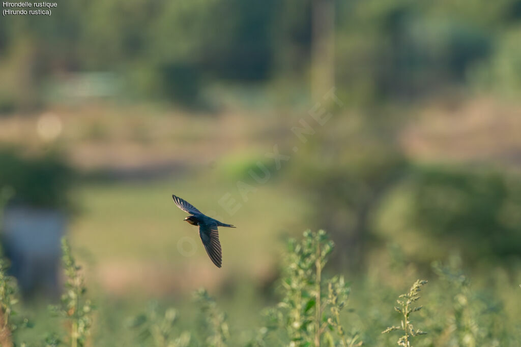 Hirondelle rustique