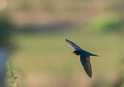 Barn Swallow