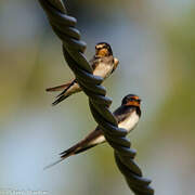 Barn Swallow