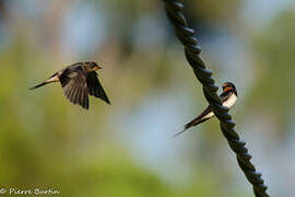 Barn Swallow