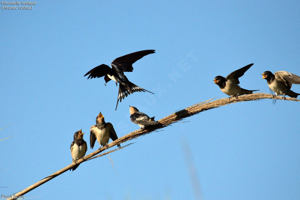 Barn Swallow