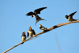 Barn Swallow