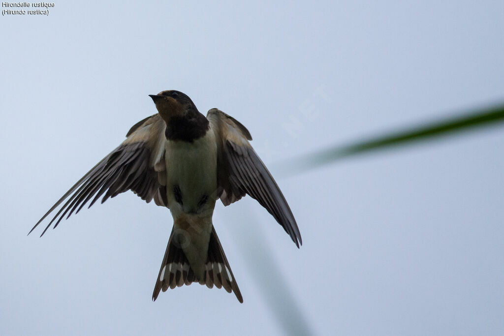 Barn Swallowjuvenile