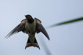 Barn Swallow