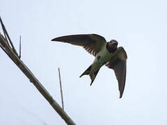 Barn Swallow