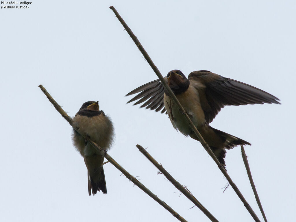 Hirondelle rustique