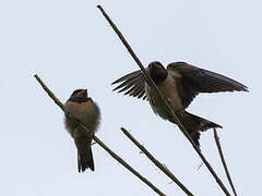 Barn Swallow