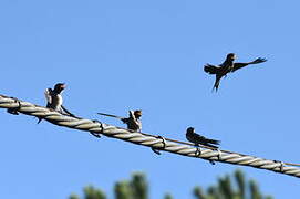 Barn Swallow