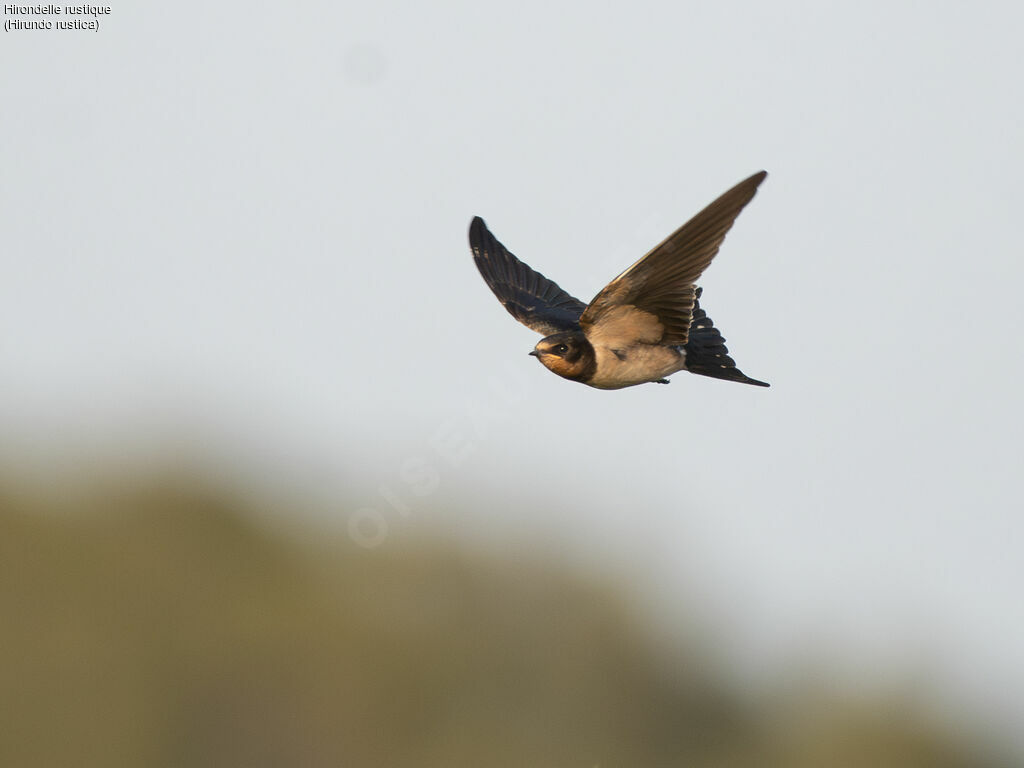 Barn Swallow