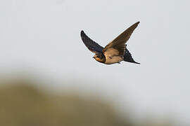 Barn Swallow