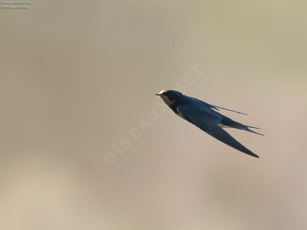 Barn Swallow