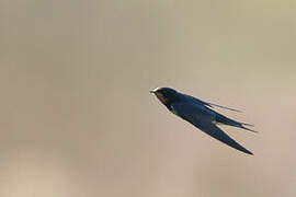 Barn Swallow