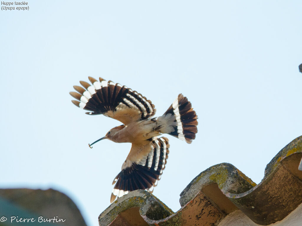 Eurasian Hoopoe