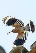 Eurasian Hoopoe