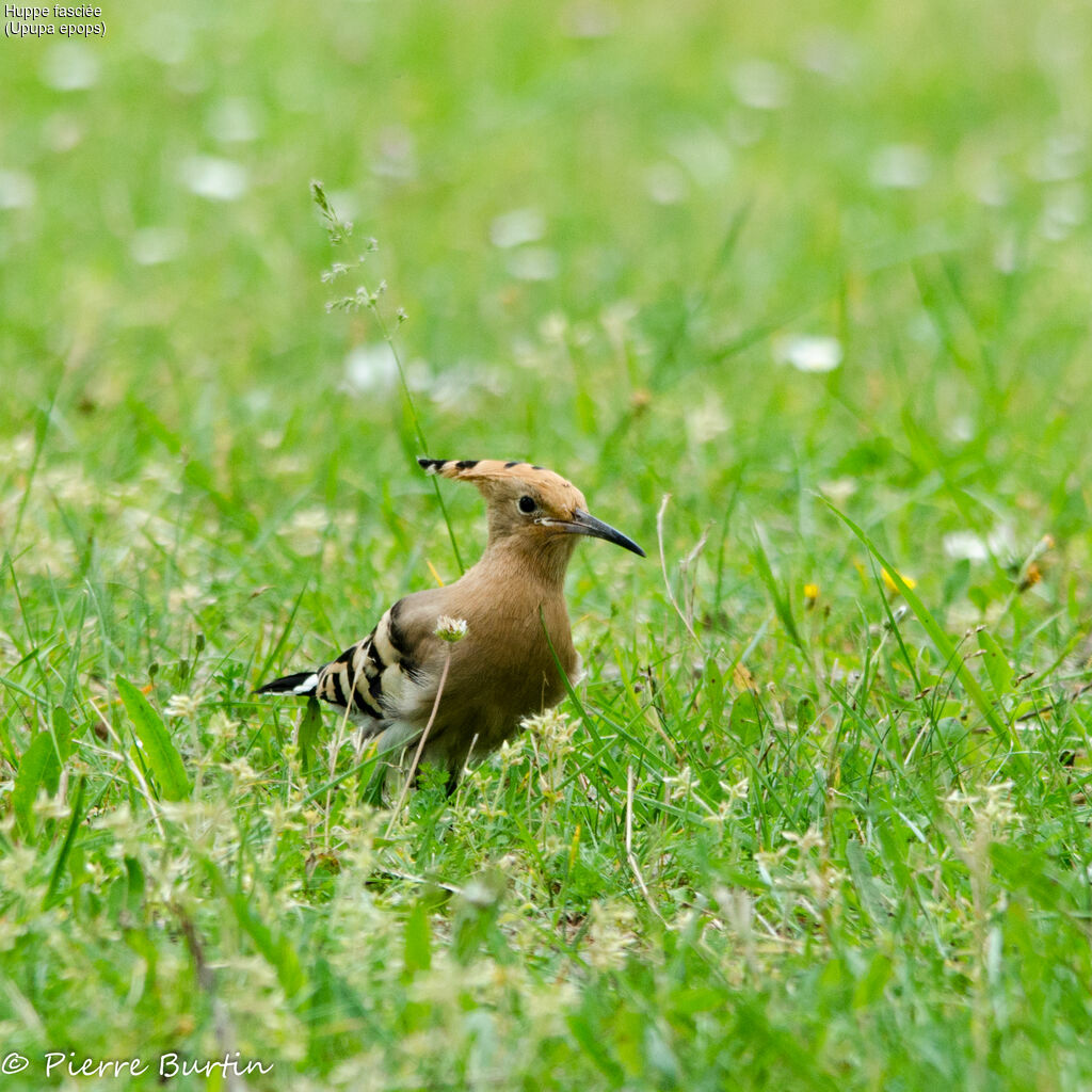 Eurasian Hoopoe