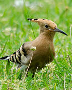 Eurasian Hoopoe