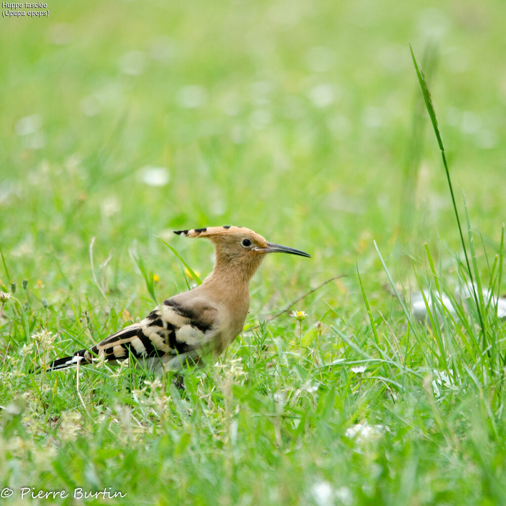 Eurasian Hoopoe