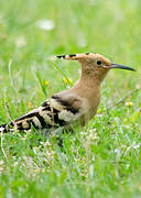 Eurasian Hoopoe