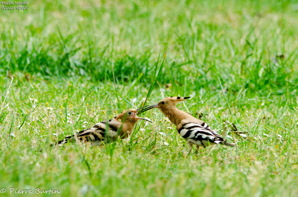 Eurasian Hoopoe