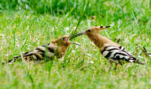 Eurasian Hoopoe