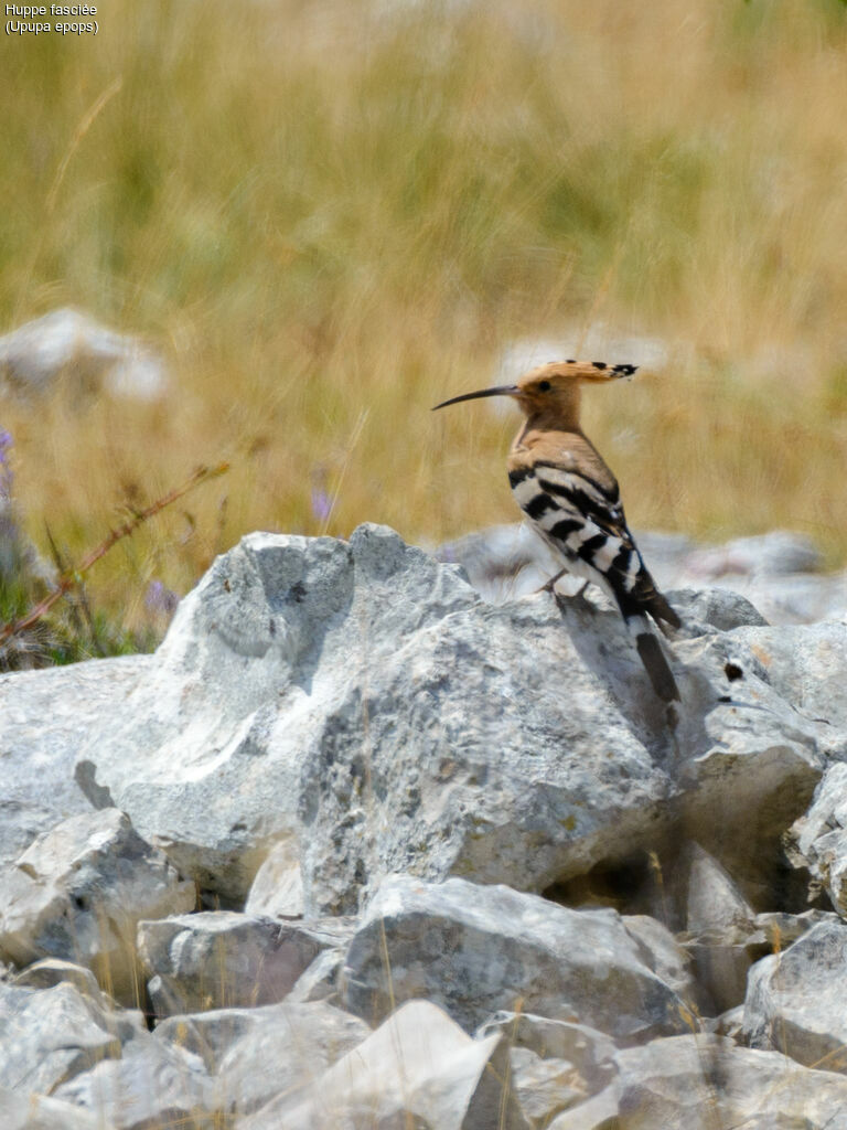 Eurasian Hoopoe