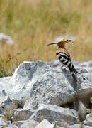 Eurasian Hoopoe