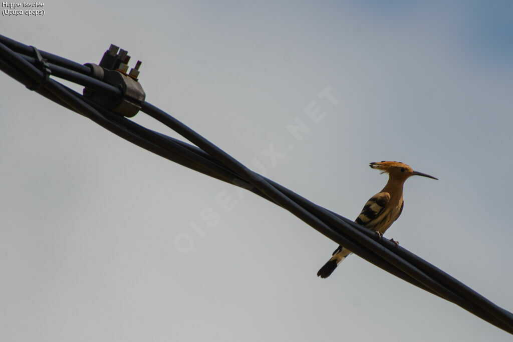 Eurasian Hoopoe