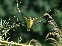 Eurasian Golden Oriole