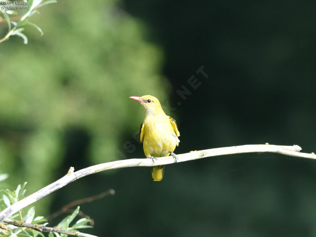 Eurasian Golden Oriole