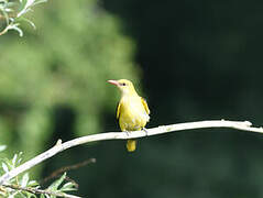 Eurasian Golden Oriole