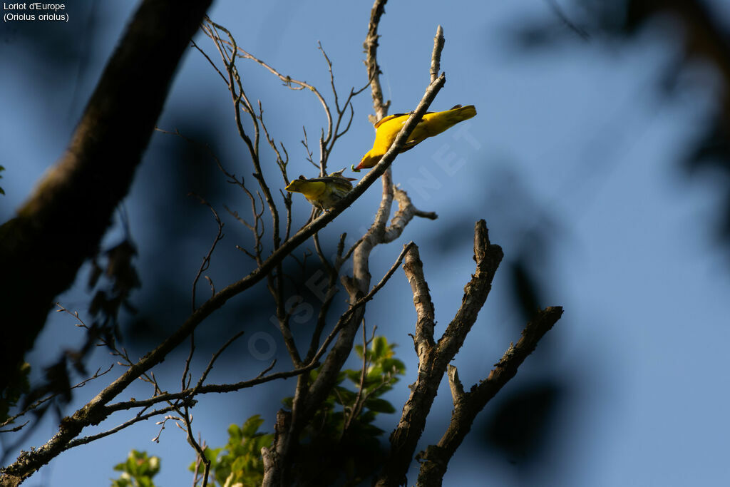 Eurasian Golden Oriole, care, eats