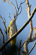 Eurasian Golden Oriole