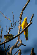 Eurasian Golden Oriole