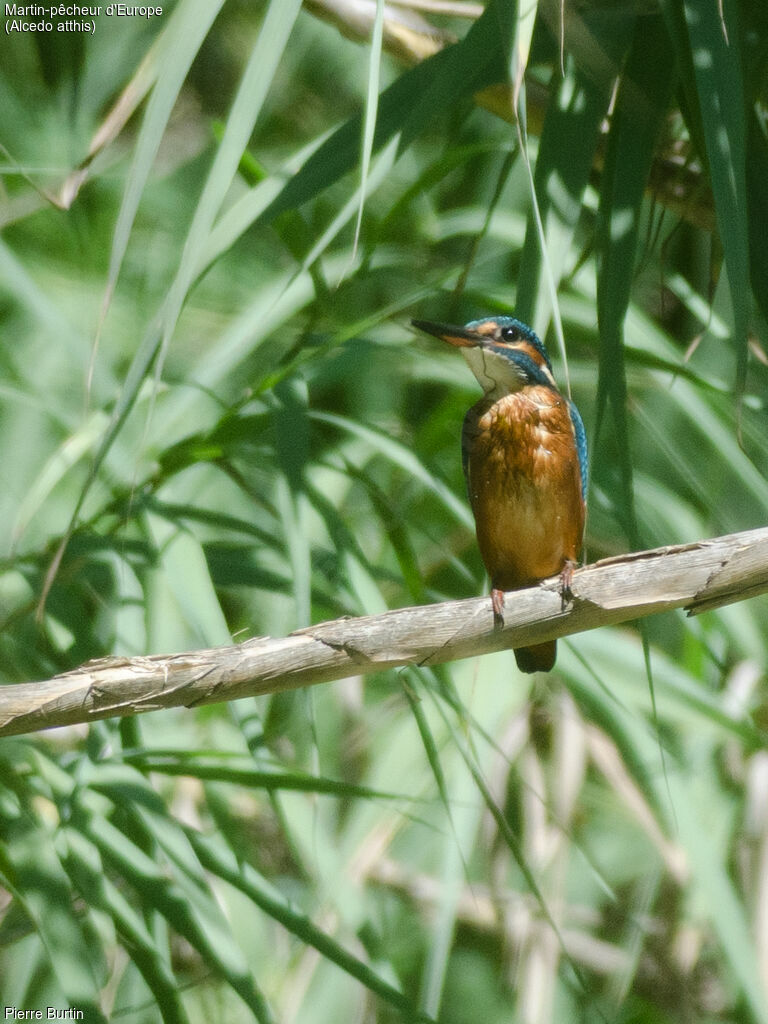 Common Kingfisher