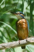 Common Kingfisher