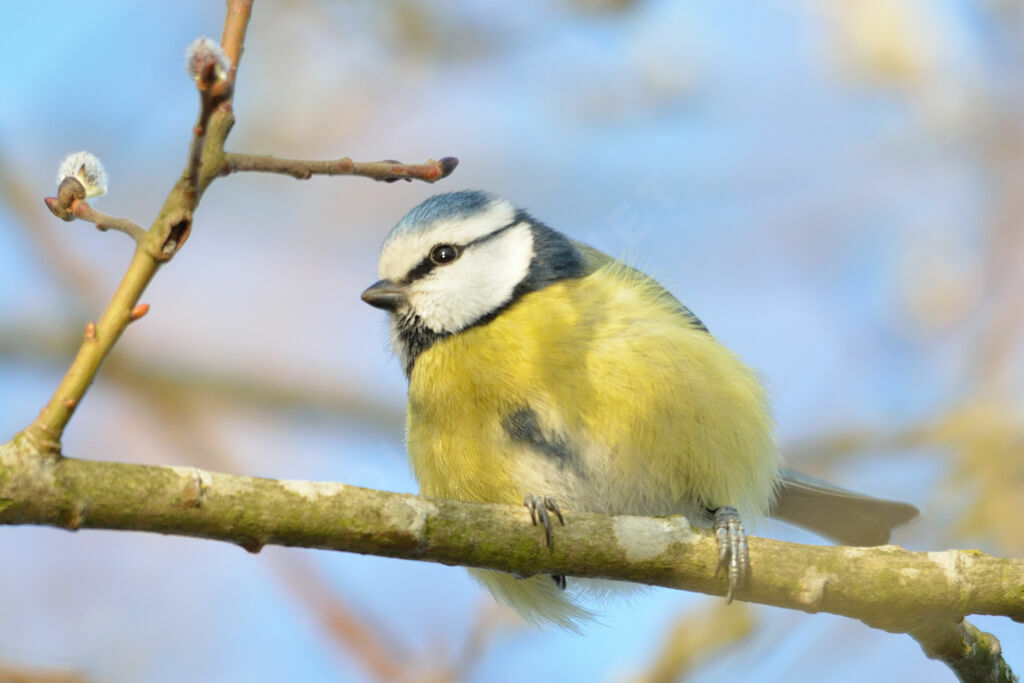 Eurasian Blue Tit