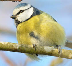 Mésange bleue