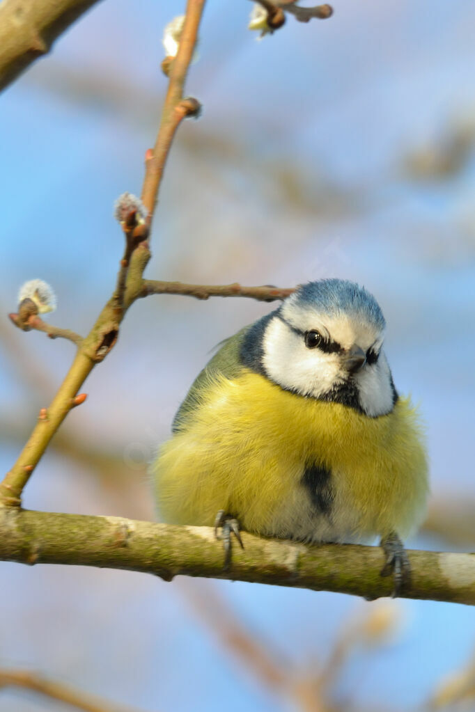 Mésange bleue