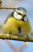 Eurasian Blue Tit