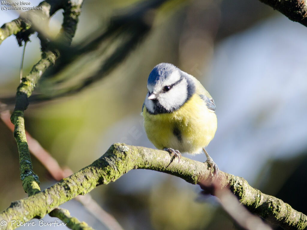 Eurasian Blue Tit