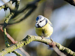 Eurasian Blue Tit