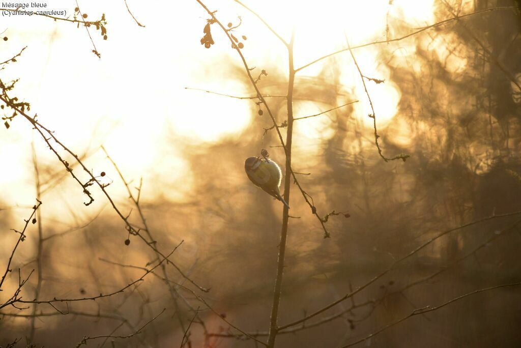 Eurasian Blue Tit