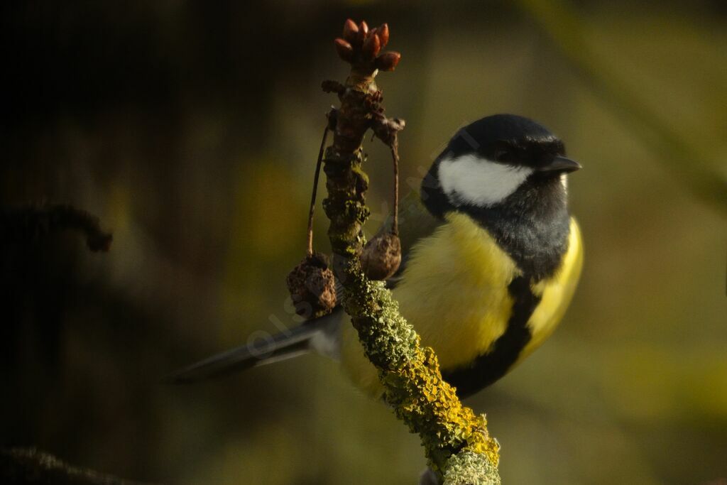 Mésange charbonnière