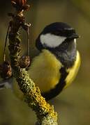 Mésange charbonnière