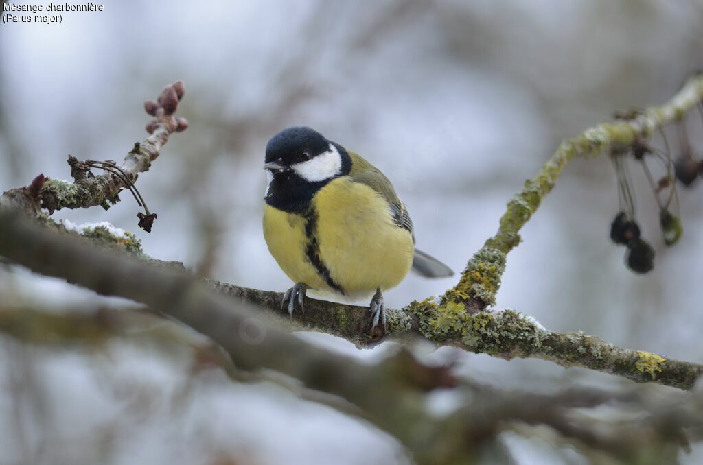 Mésange charbonnière