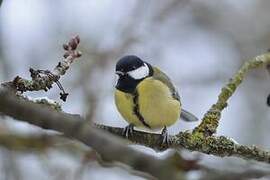 Great Tit